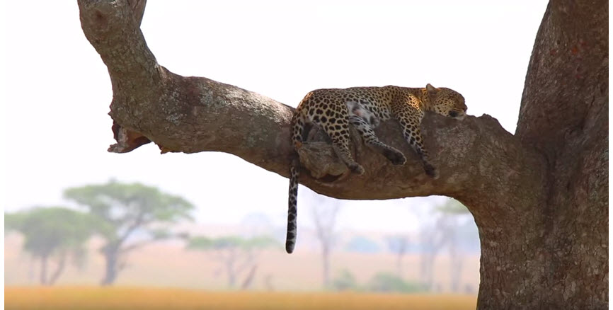 impressionen-serengeti-leopard